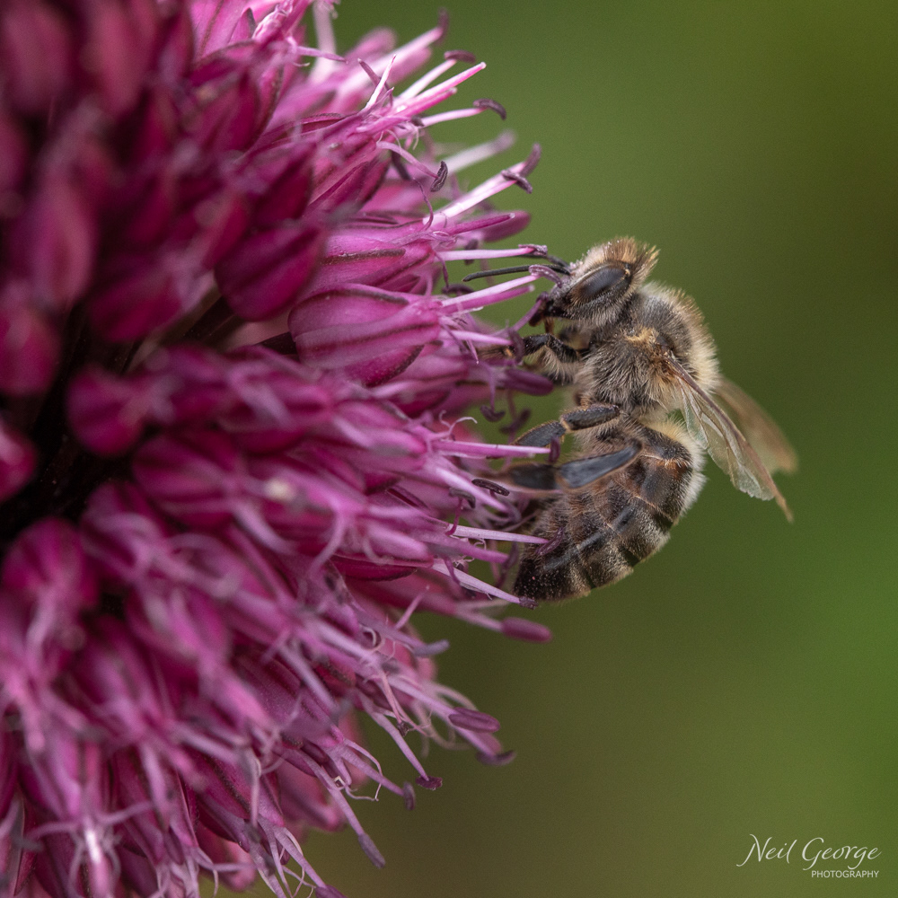 Bee on Allium