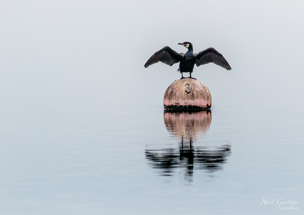 Cormorant on a Buoy