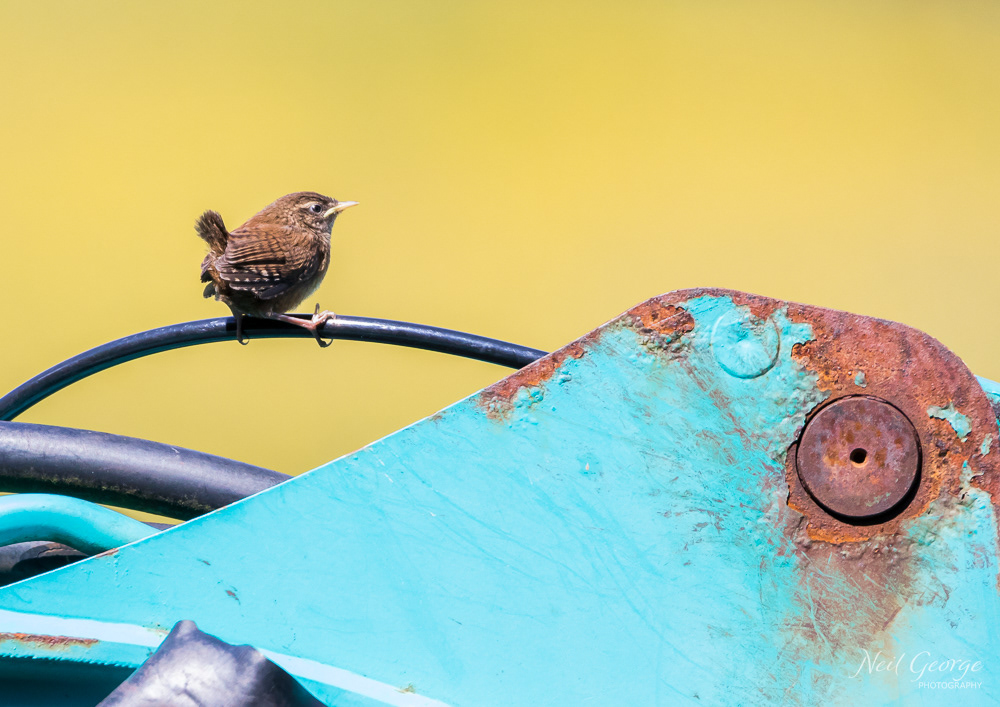 Wren on a Tractor