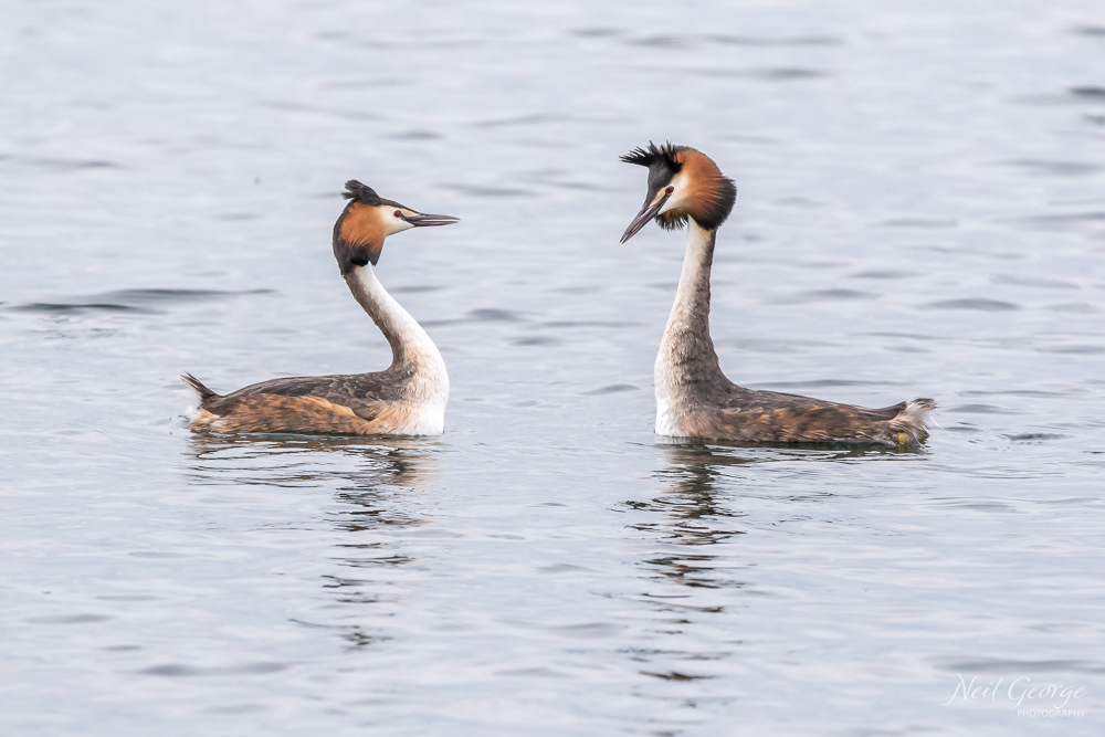 Pair of Grebes