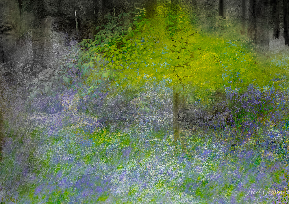 Bluebells & Beech Trees (Ltd Ed)