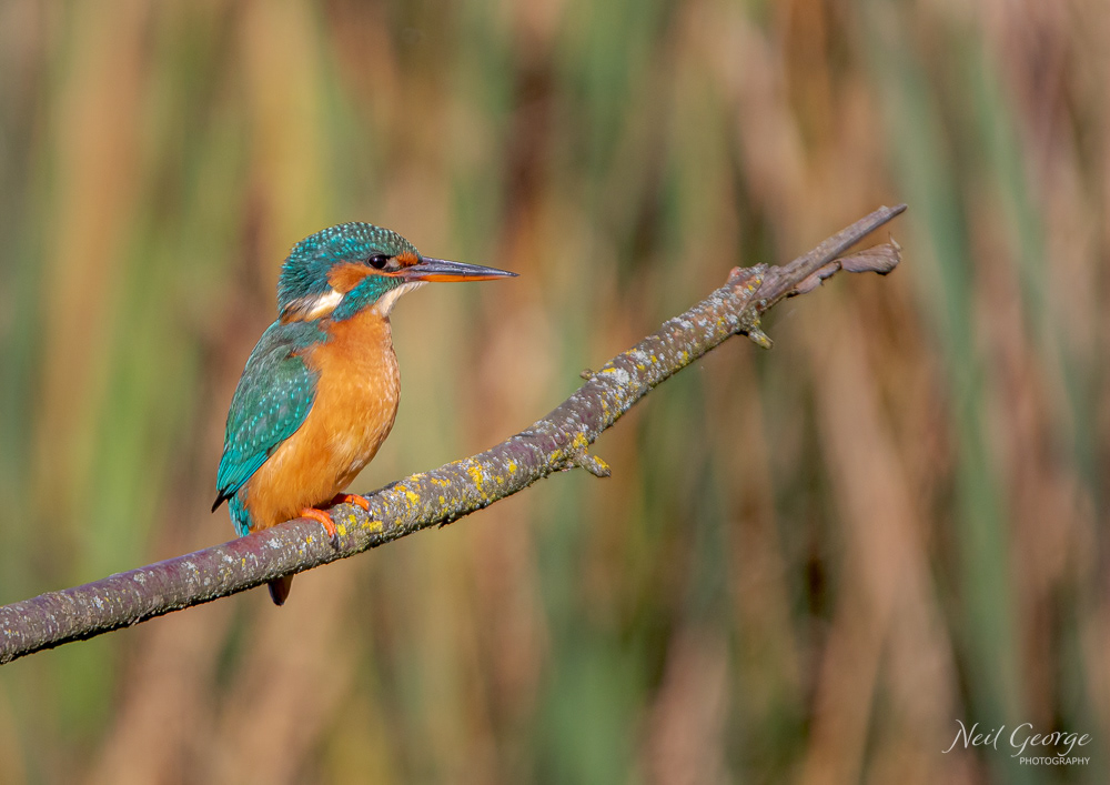 Kingfisher IV