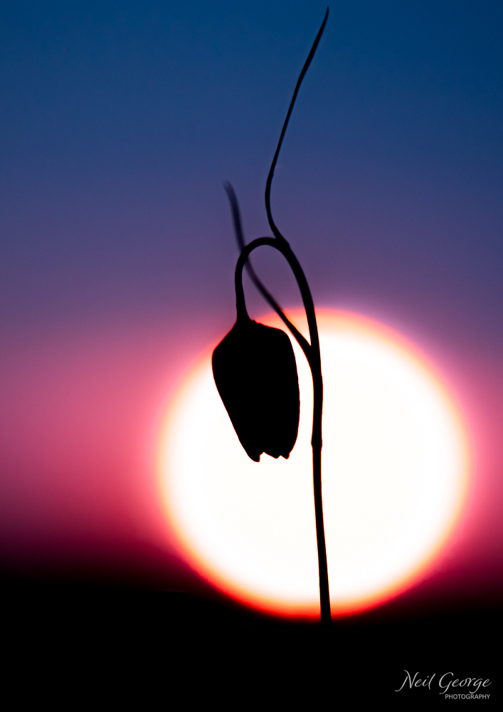 Fritillary at Sunset