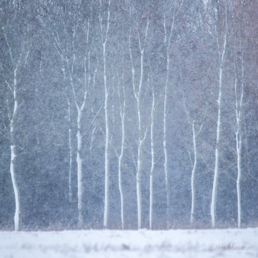 Silver Birch in Snow