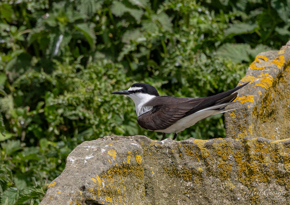 Bridled Tern