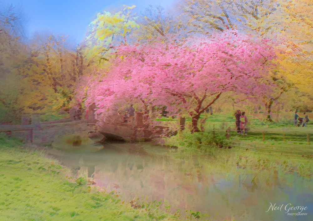 Blosson in Castle Combe I