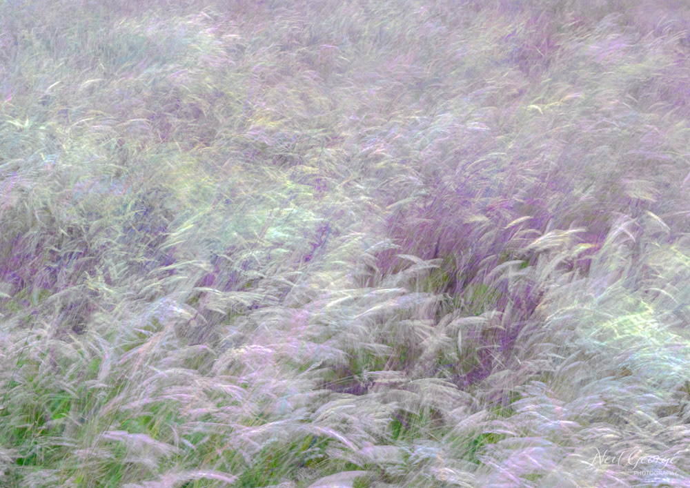 Capture the Wind (Ltd Ed)