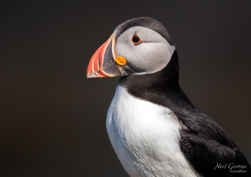 Puffin Portrait