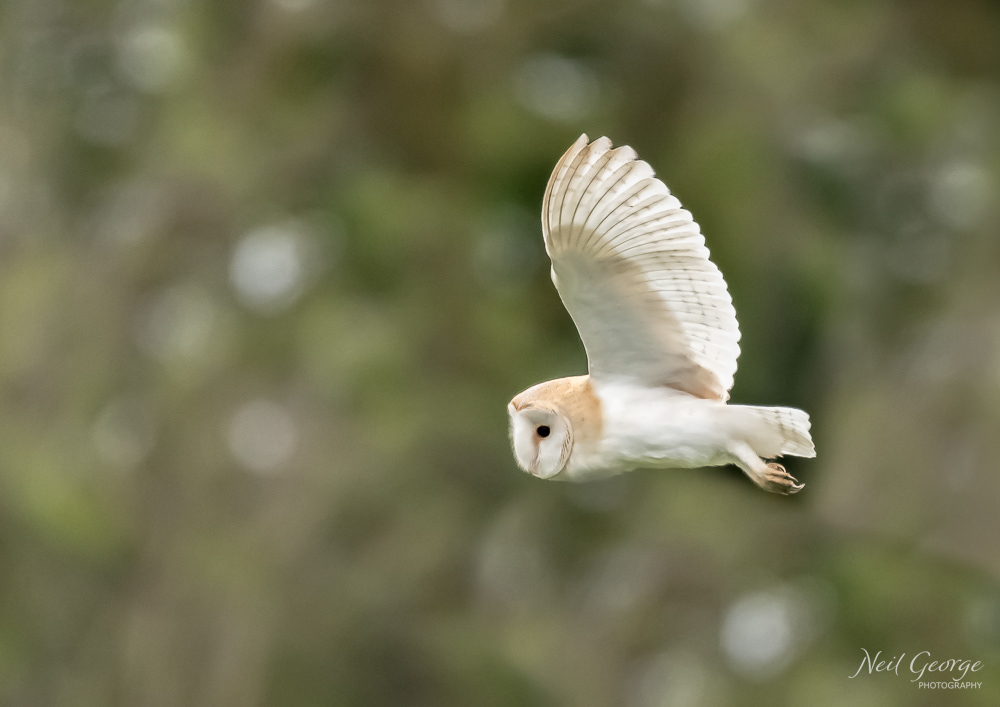Barn Owl in Flight II