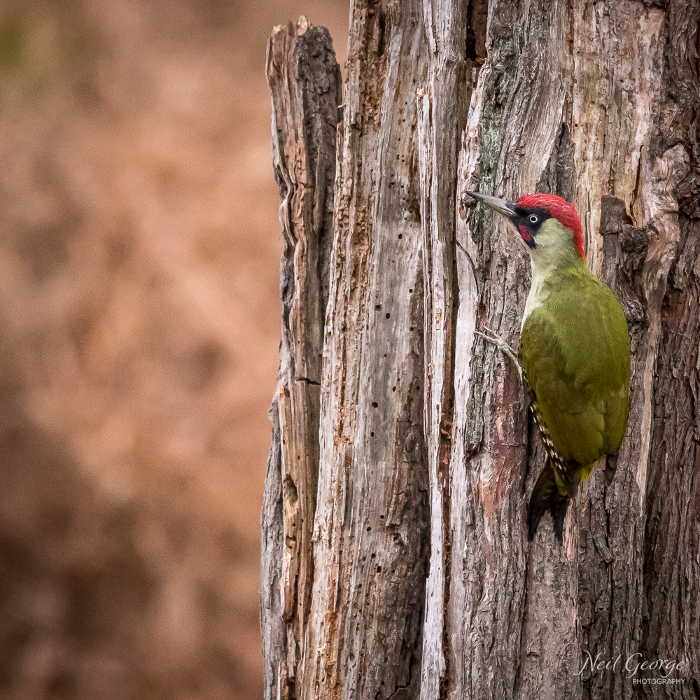 Green Woodpecker