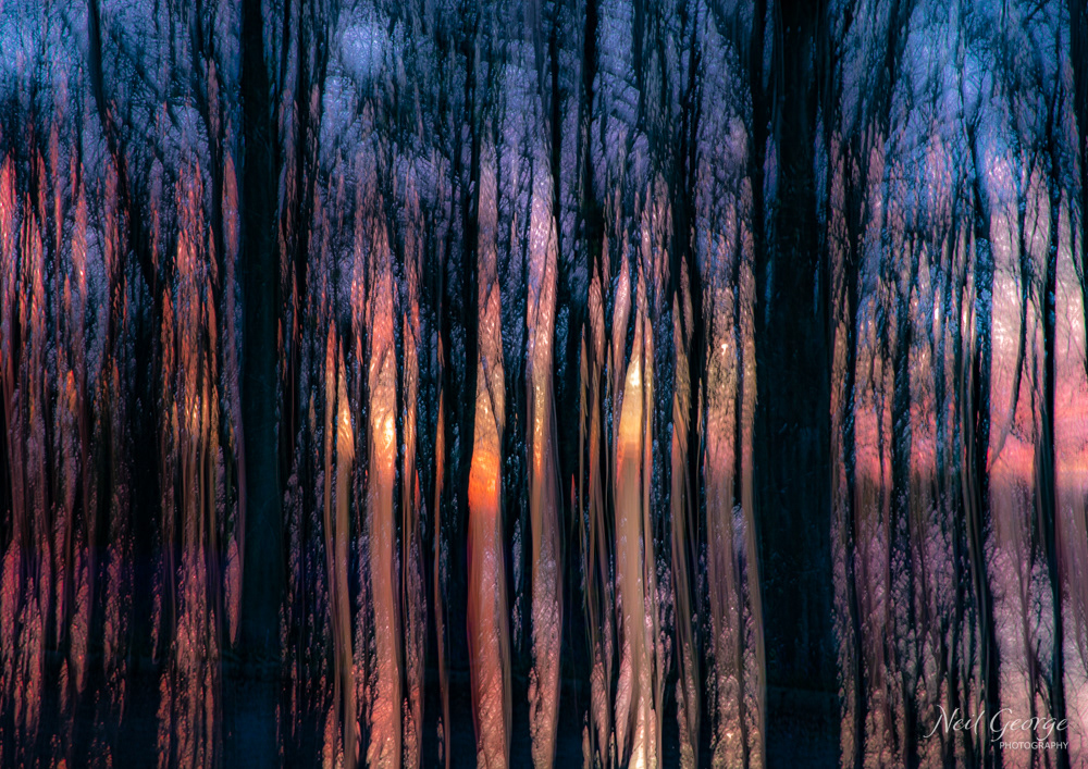 Sunset Through Trees II