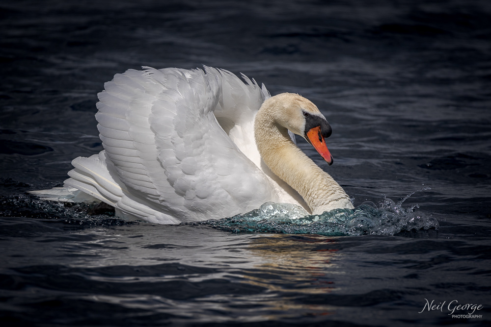 Mute Swan