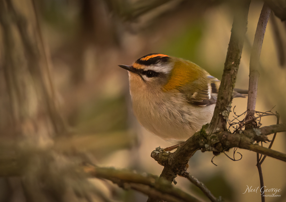 Firecrest