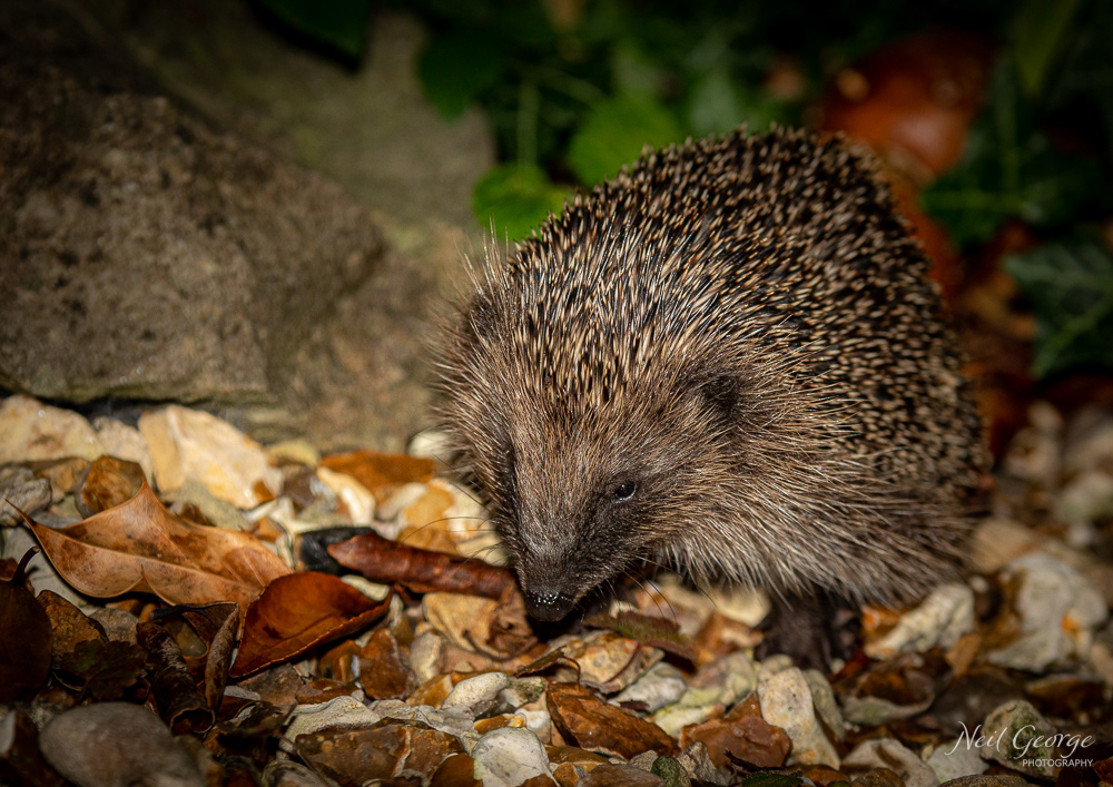 Hedgehog