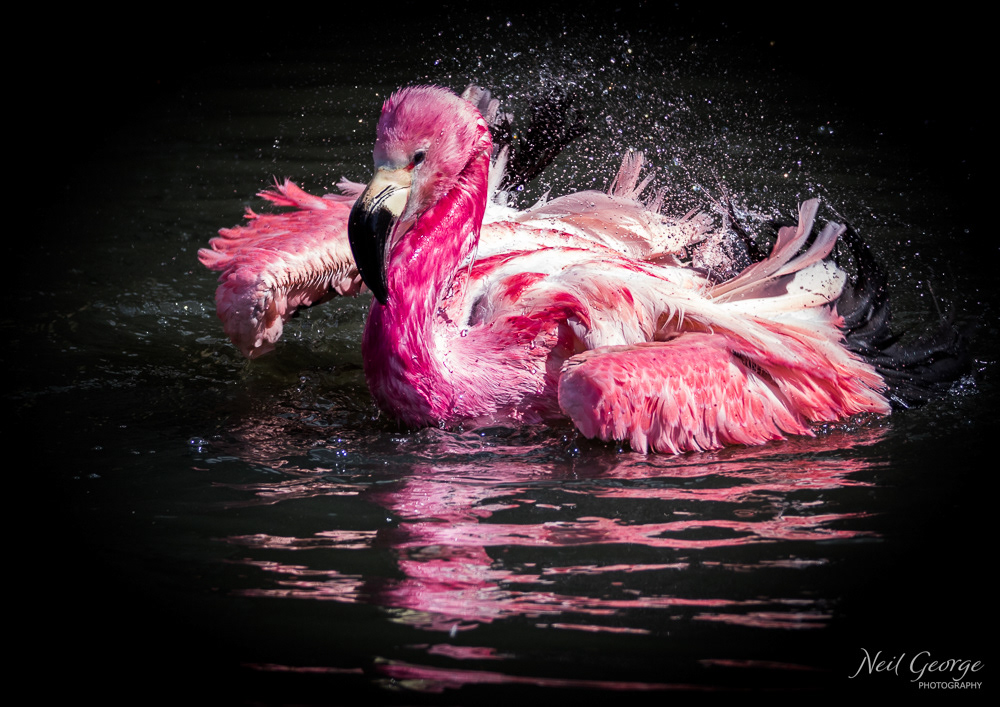 Flamingo Bathing
