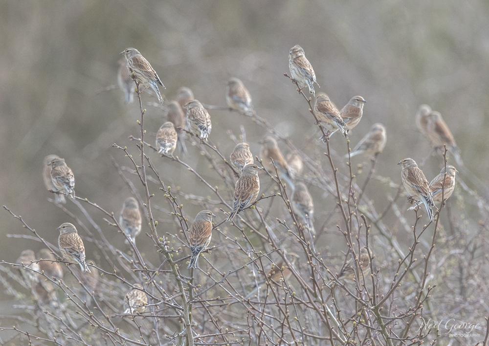 Parcel of Linnets