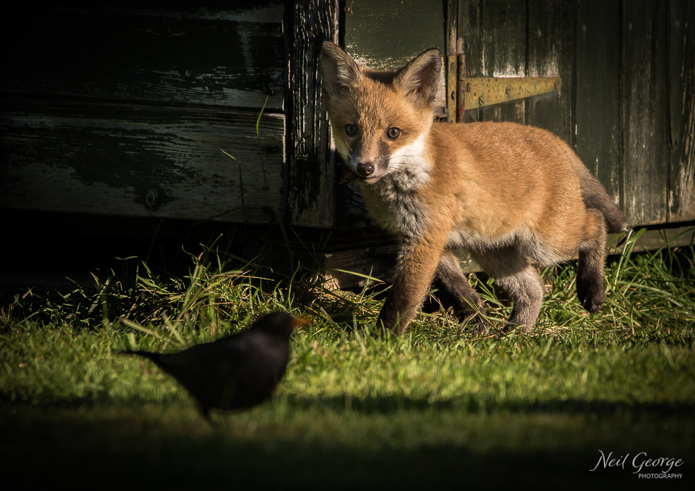 Fox & Blackbird