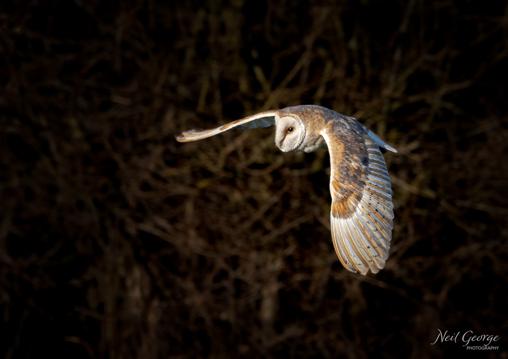 Barn Owl in Flight I