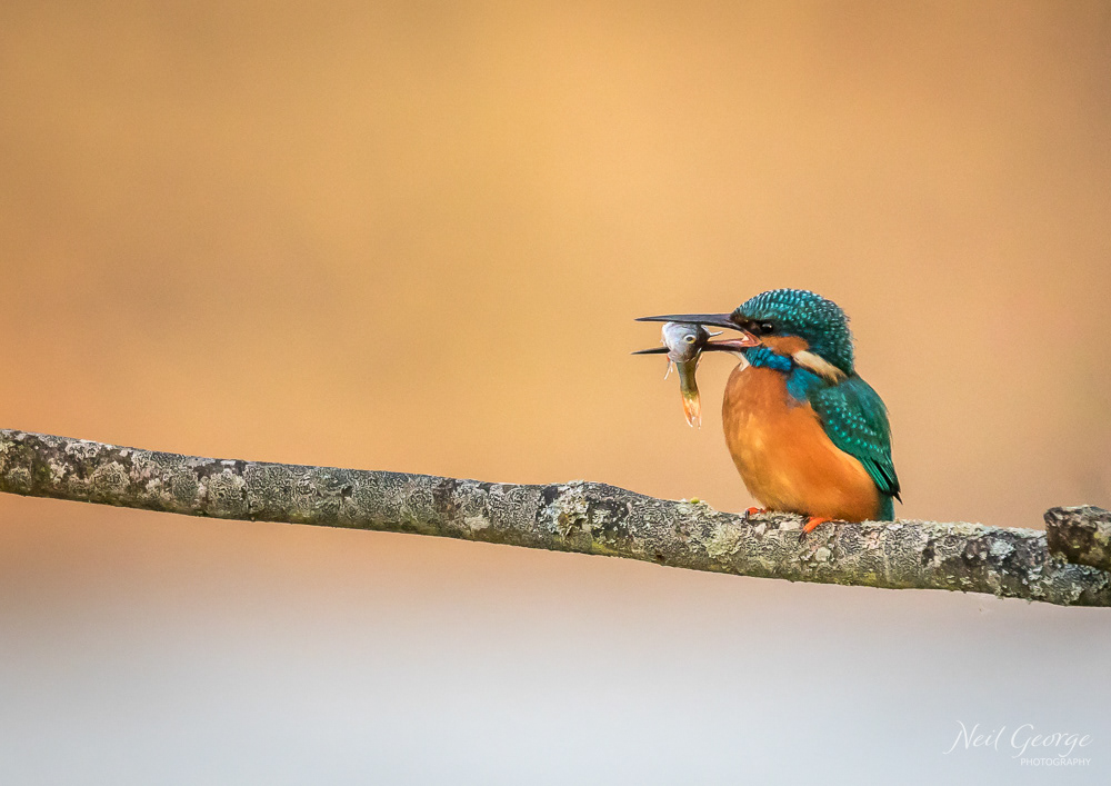 Kingfisher III