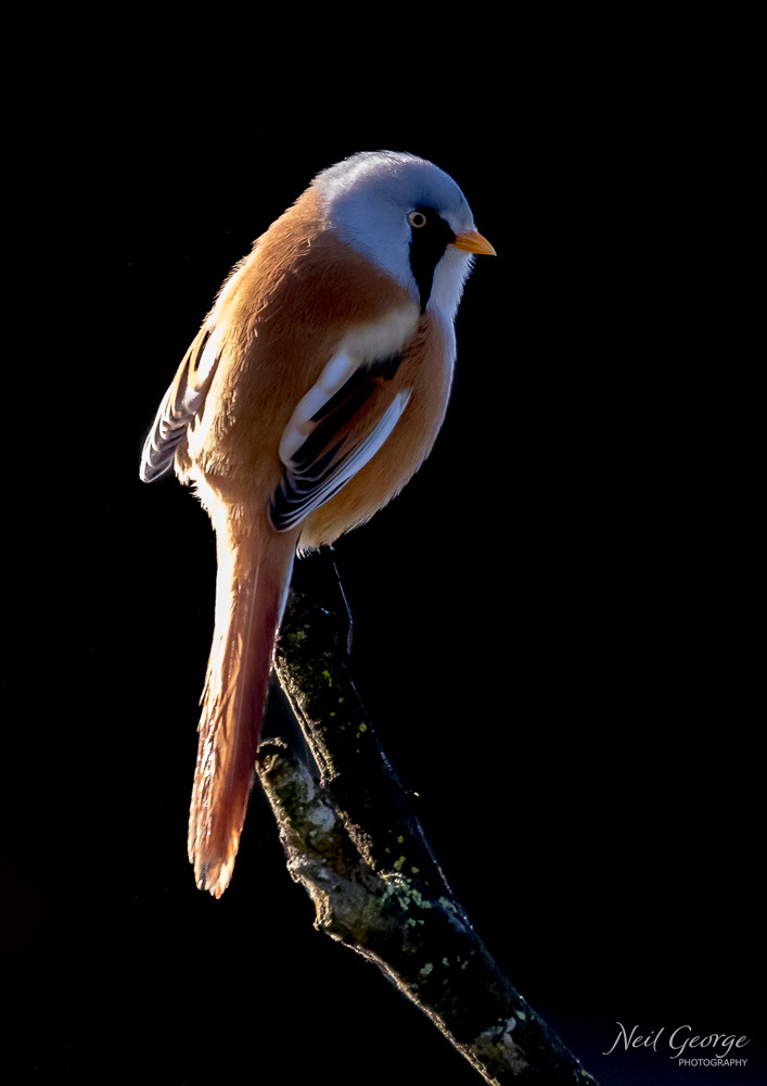 Bearded Reedling