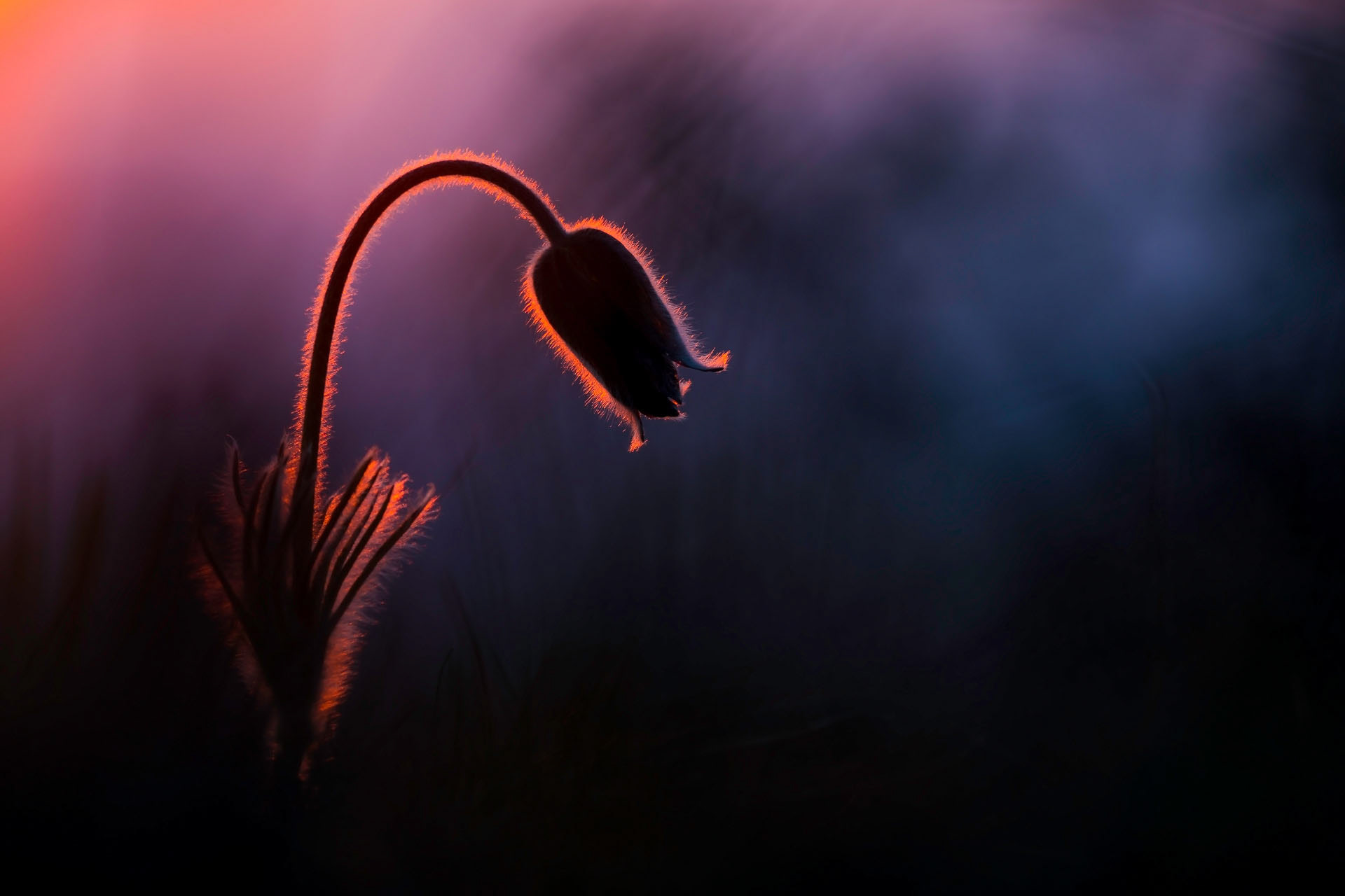 Dedițel © Daniel Mîrlea