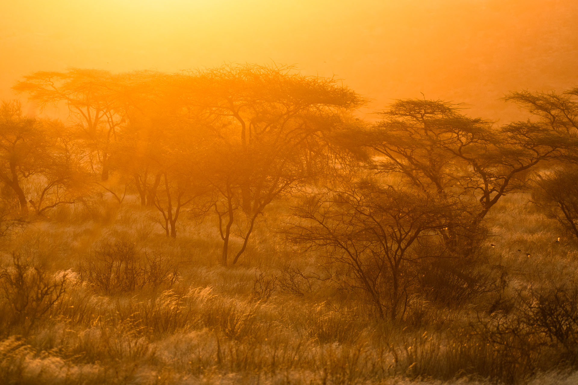 Samburu © Remus Munteanu