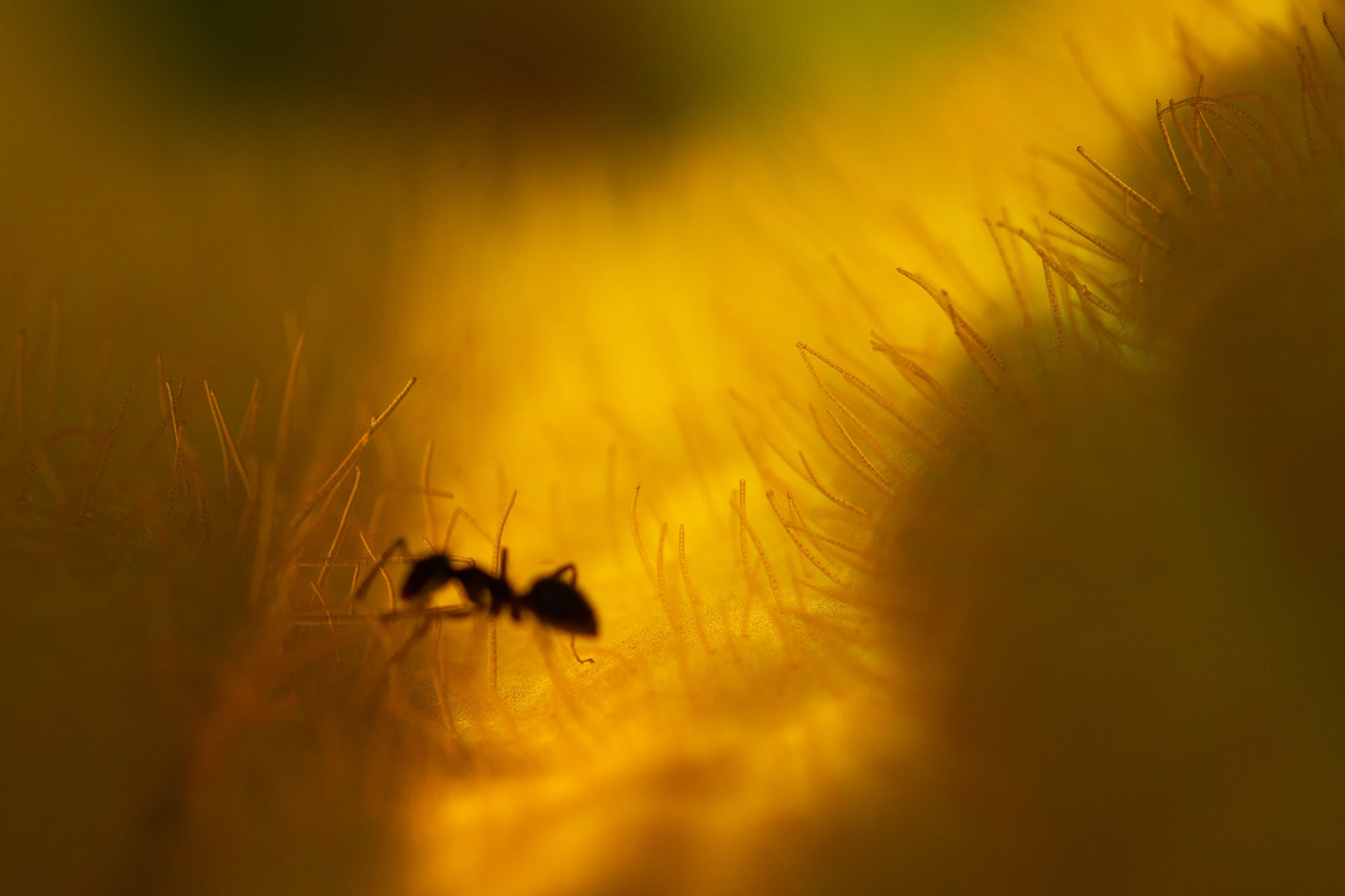 Furnică © Mircea Sasu