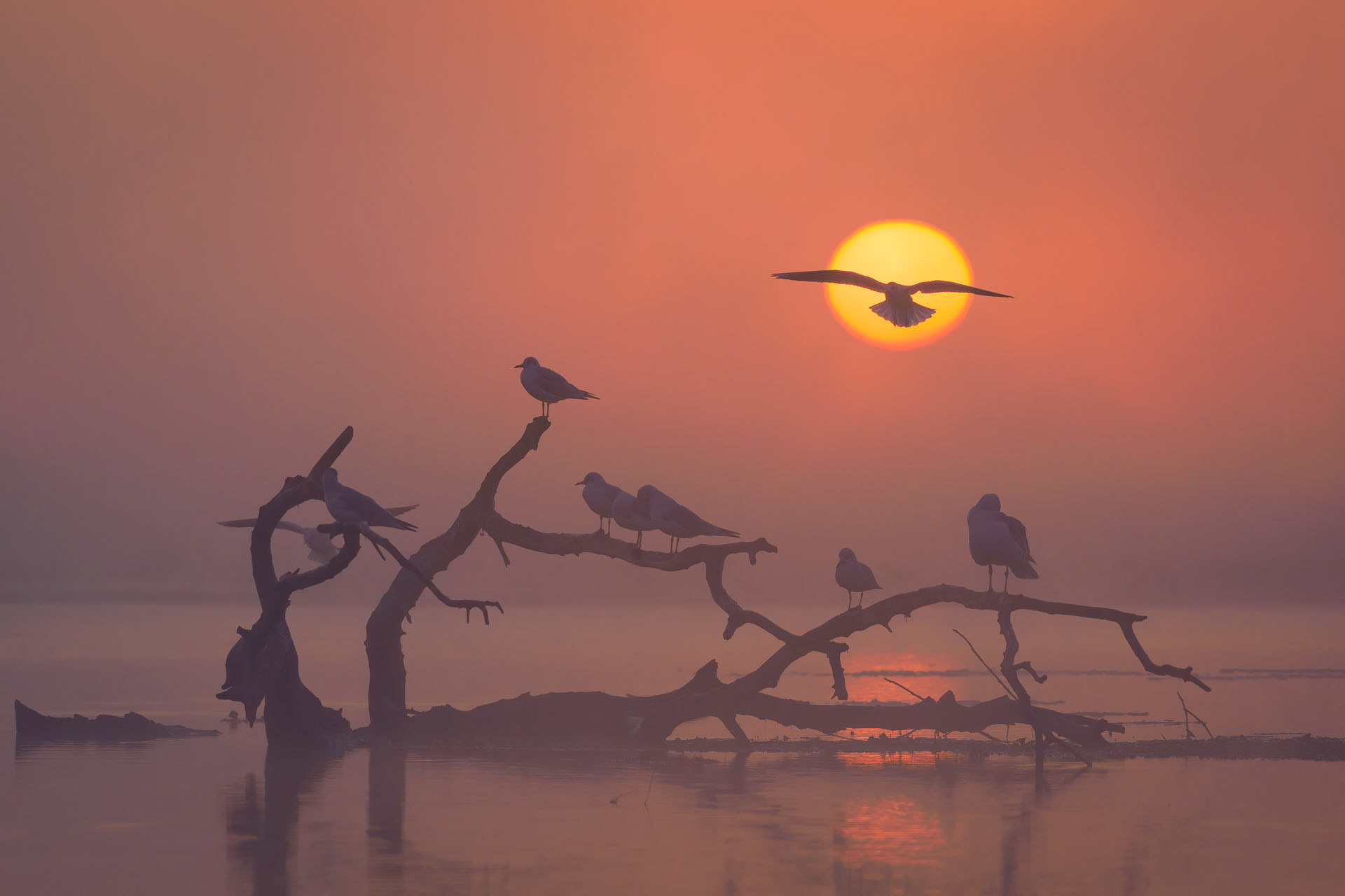 Delta Dunării © Gabi Rusu