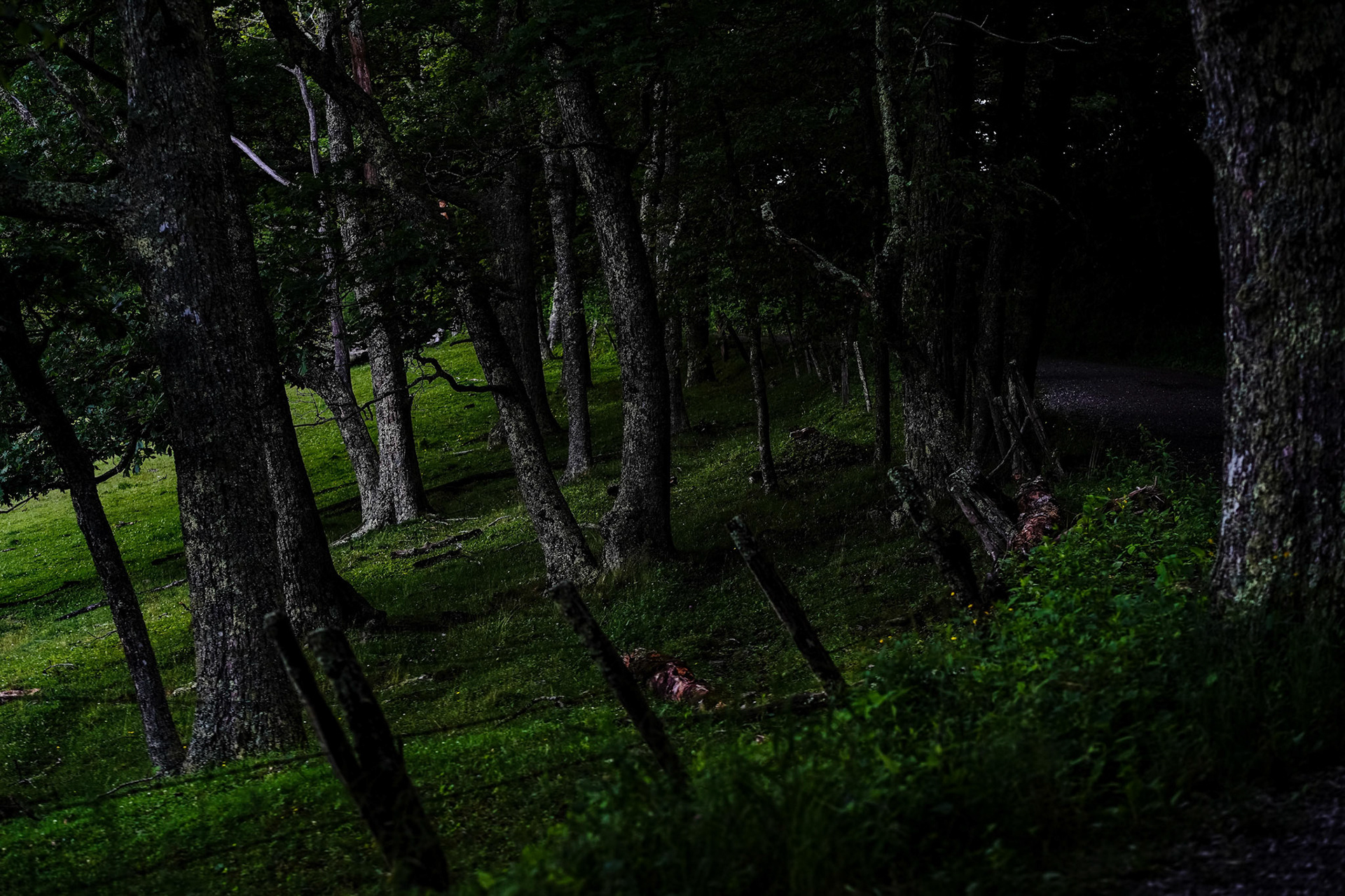 The Moses H. Cone Memorial Park, Blowing Rock, North Carolina