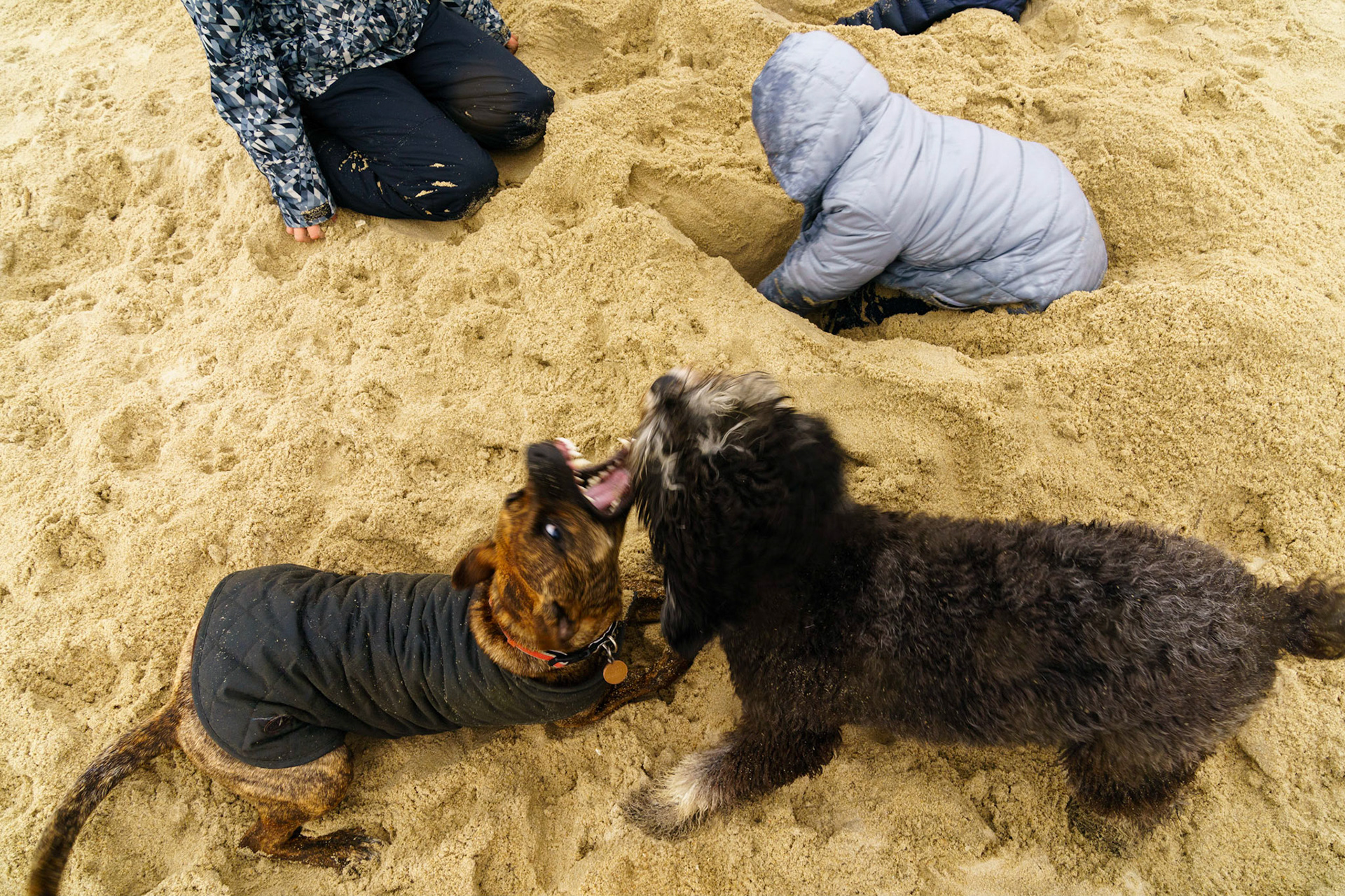 New Year’s trip to the beach. Playing at the beach. Buried little ones.
