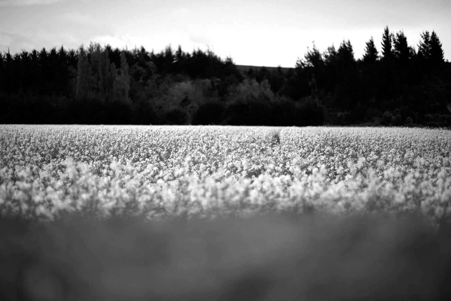 A field of yellow flowers in Sheffield, New Zealand.