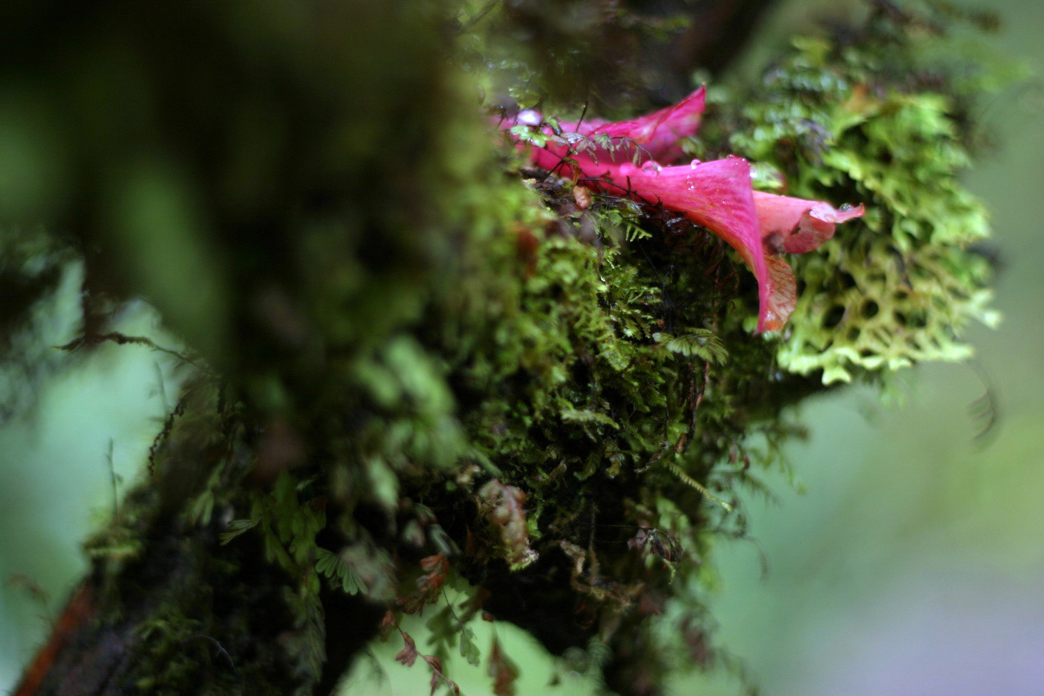 Parque Nacional Chiloé. Fisherman on the Pacific Ocean.