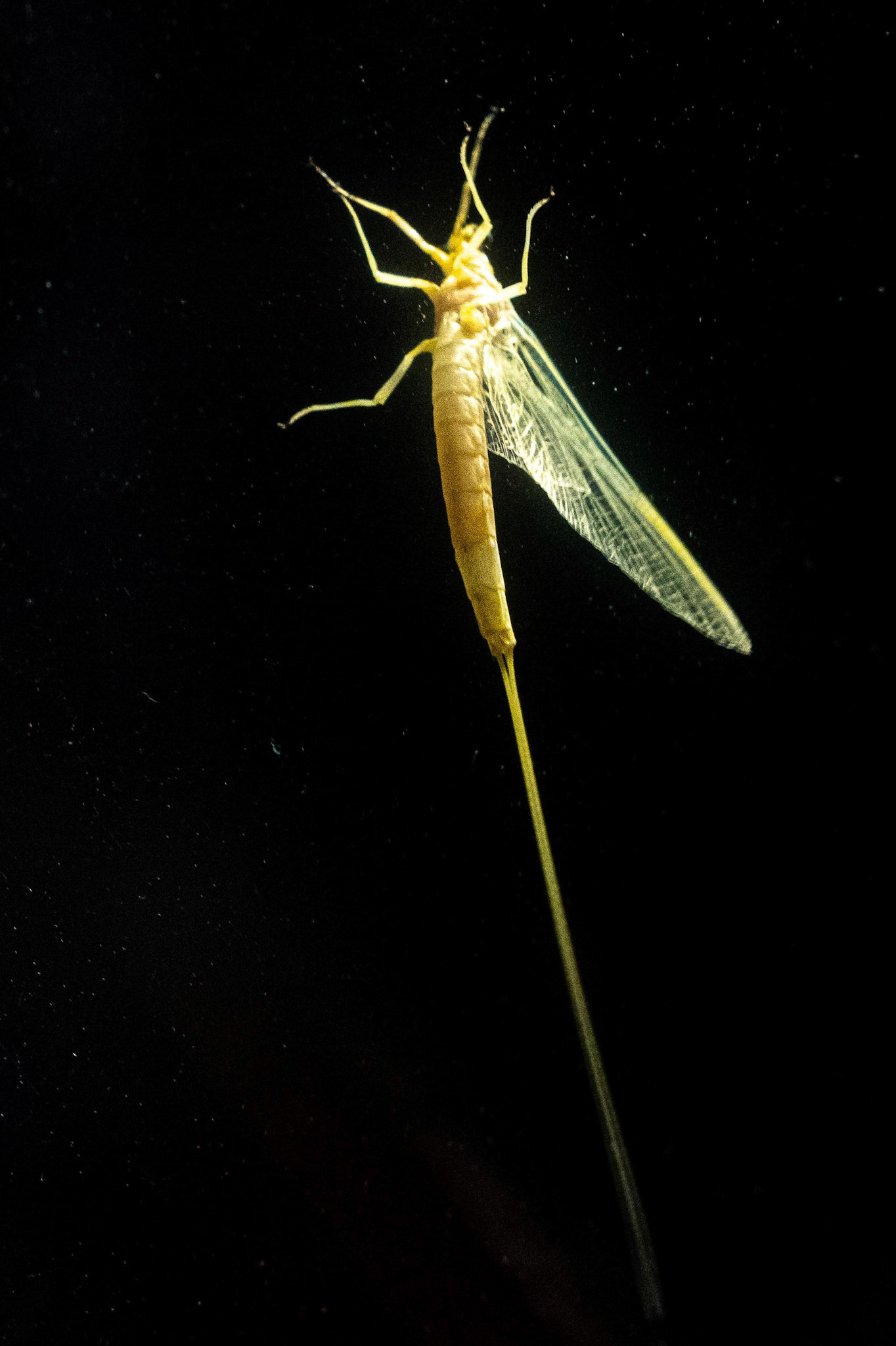 A mayfly nymph, Floyd, VA. 