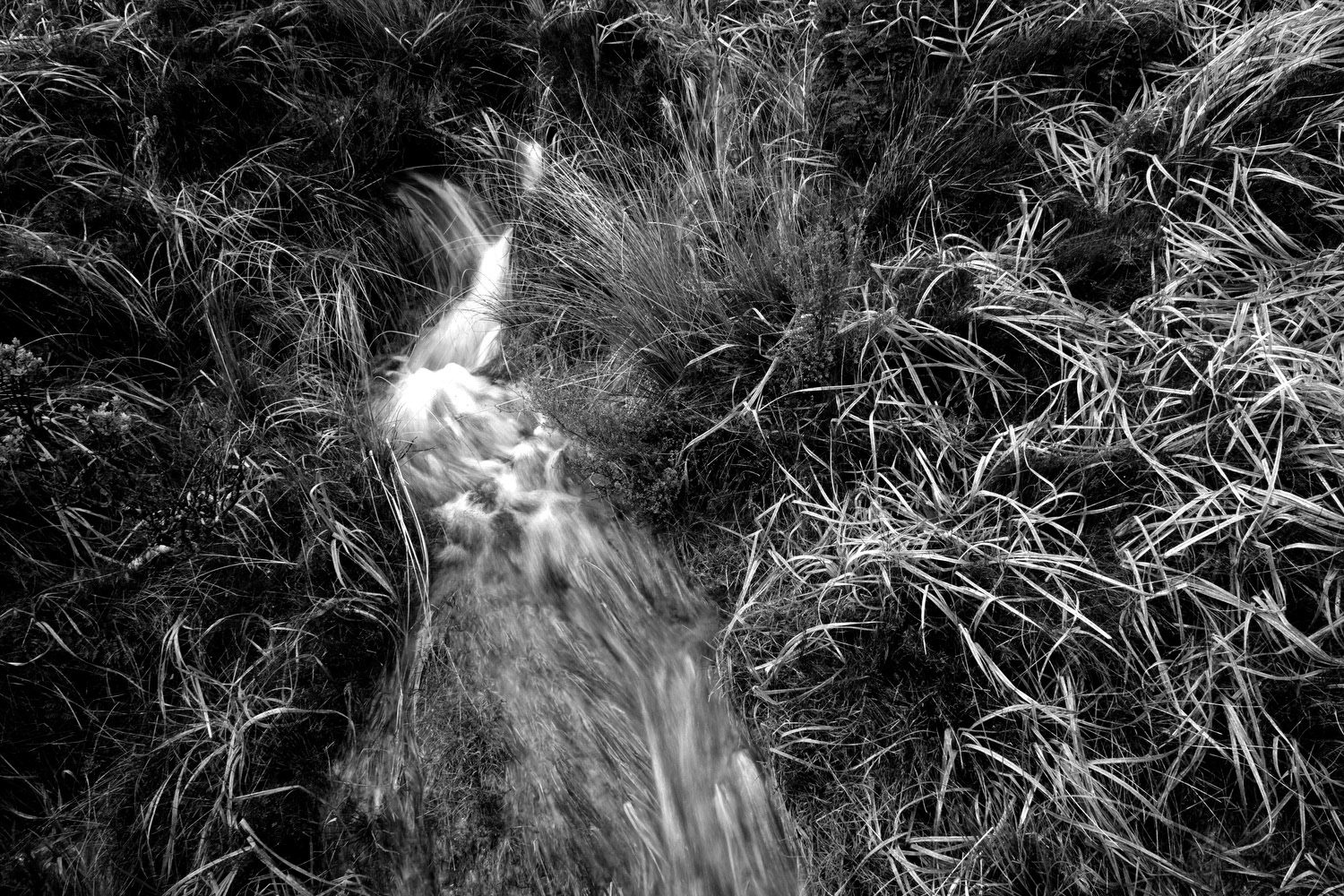 Rain runoff flows through grasses on the way to silica rapids in Tongariro National Park, New Zealand.