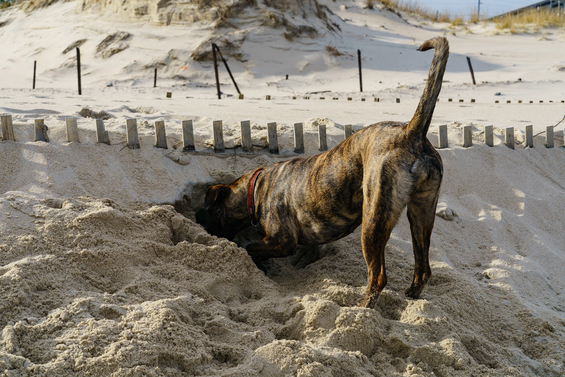 New Year’s trip to the beach. Hike at Gordon Pond in Cape Henlopen. Playing at the beach. Buried little ones.