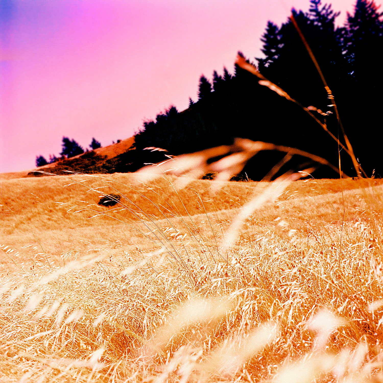 The Bay area from San Francisco to Muir Woods.