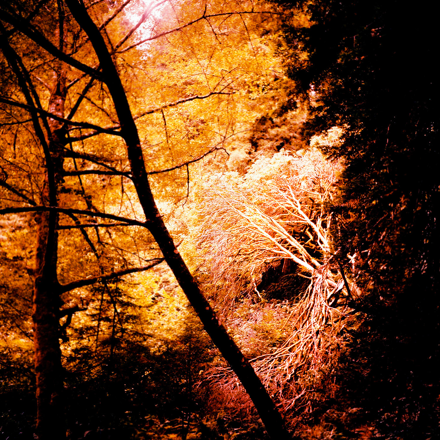 The Bay area from San Francisco to Muir Woods.