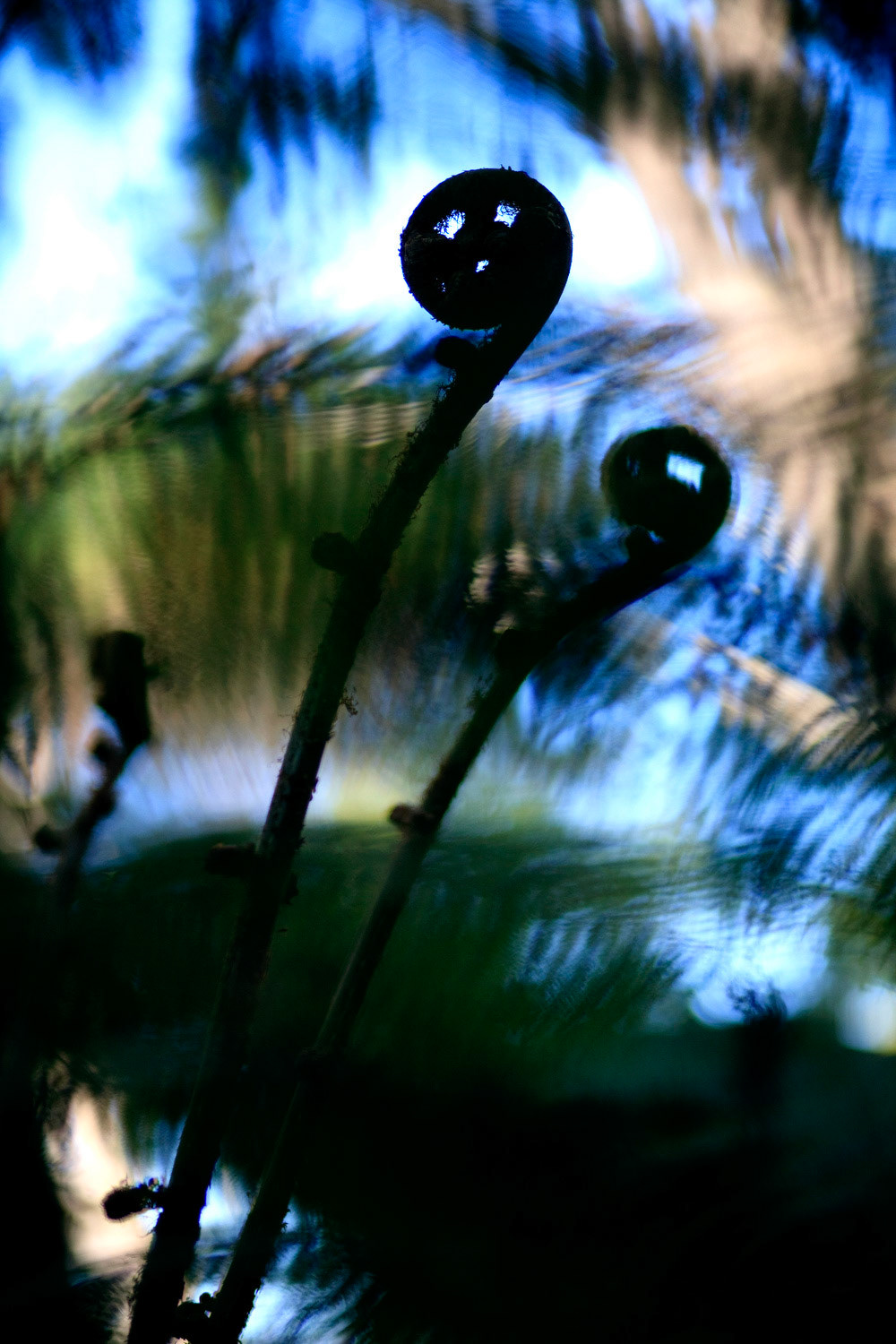 An unfurling fern frond, or koru, along the path to Cathedral Cove on the Coromandel Peninsula, New Zealand