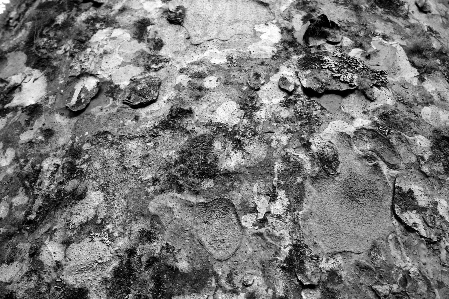 The Kauri trees, including the siamese kauri, along the 309 from Whitianga to Coromandel Town. The trees are upwards of 600 years old.The Kauri trees, including the siamese kauri, along the 309 from Whitianga to Coromandel Town. The trees are upwards of 600 years old.