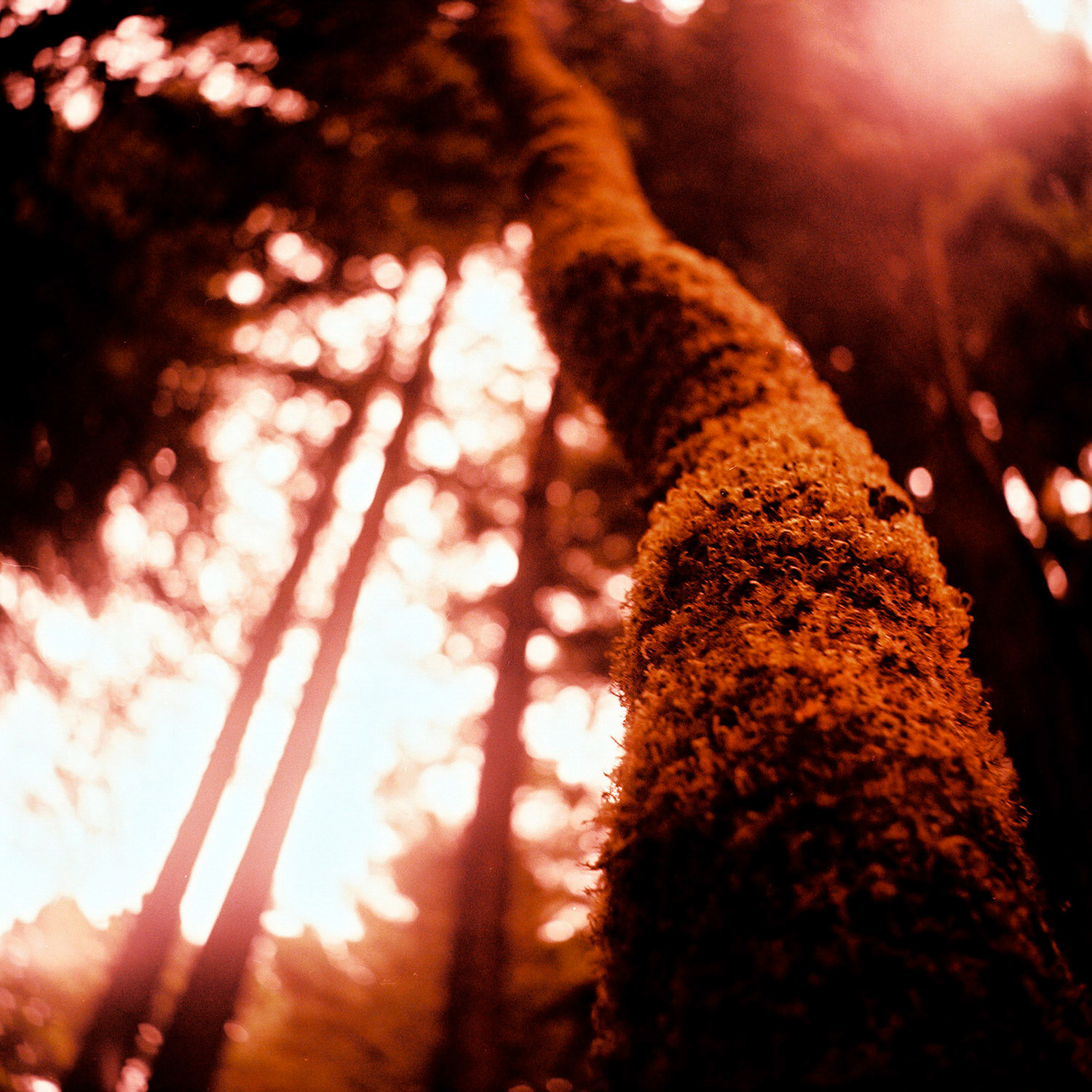 The Bay area from San Francisco to Muir Woods.