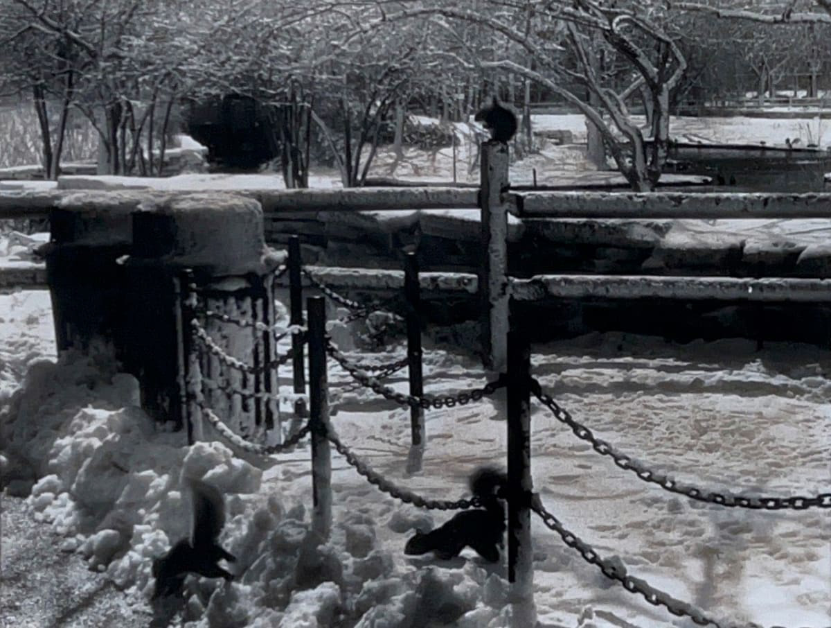 Photograph of a winter park scene with trees in the background and a fence in the foreground. One squirrel is perched at the top of the fence and two squirrels are chasing each other on the ground through the snow.