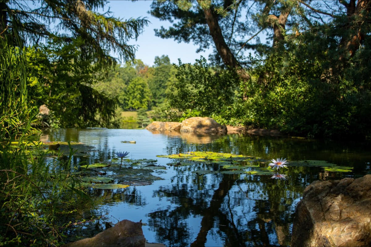 Color photograph of a pond surrounded by trees.