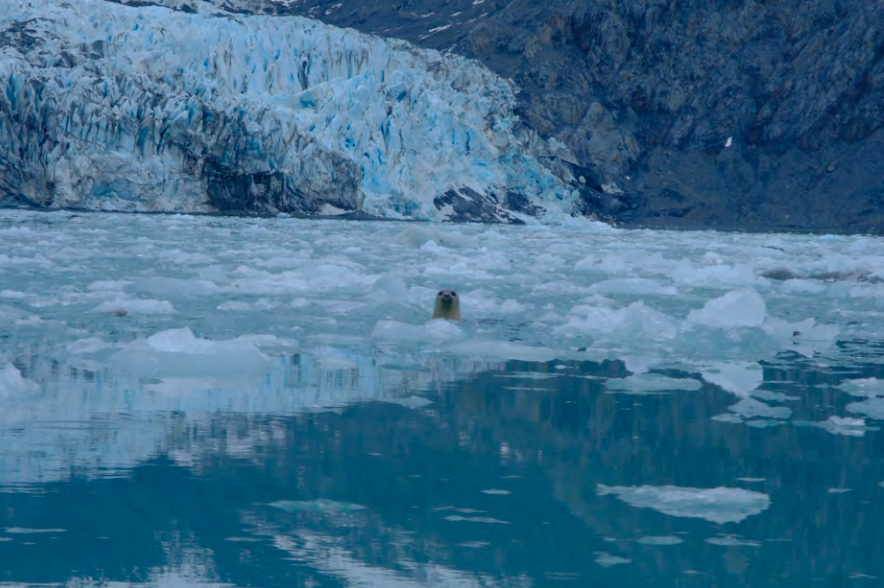 Arctic landscape with a seal peeking its head out of the water in the center of the image.