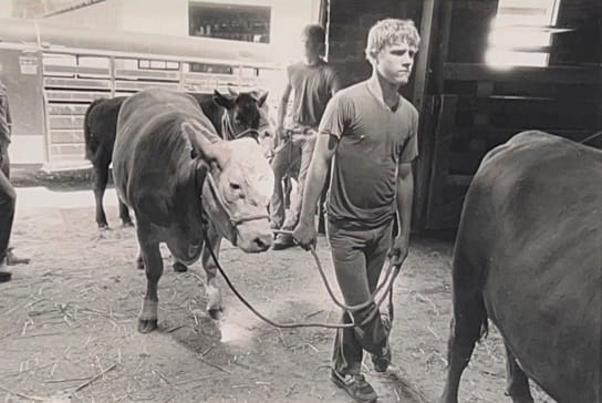 Black and white photograph of a young man leading a cow.