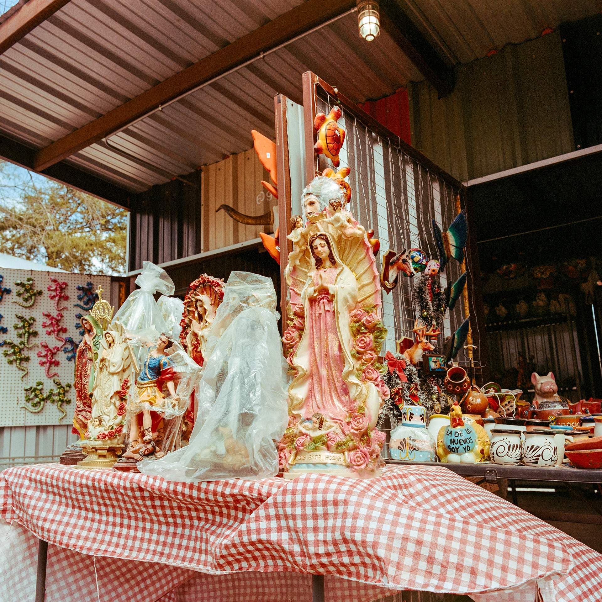 Raíz del Sur, 2025. 6x6.