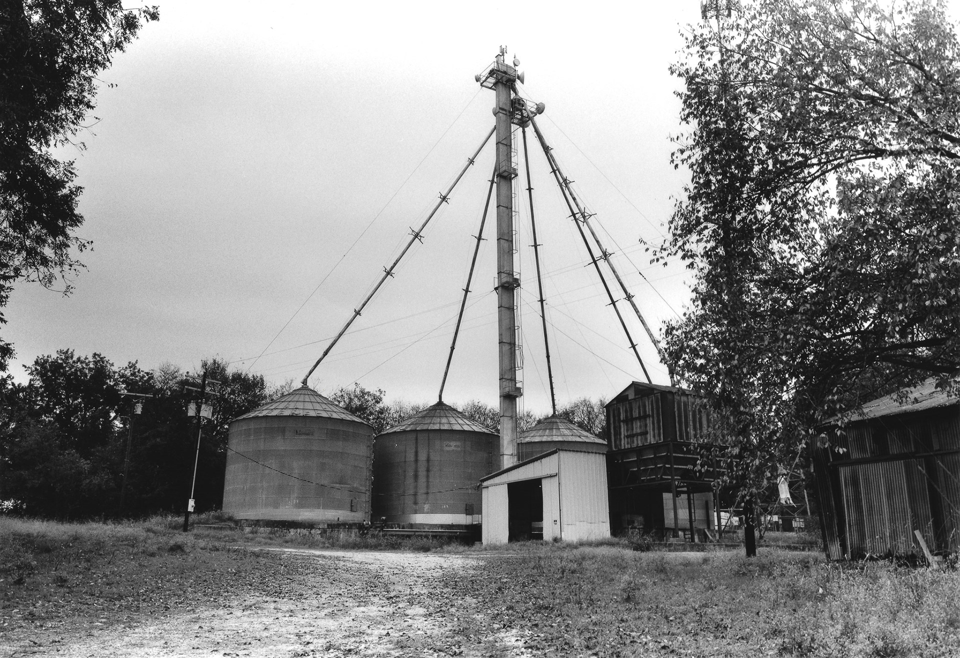 Red Oak, 2023. 6x9 B&W.