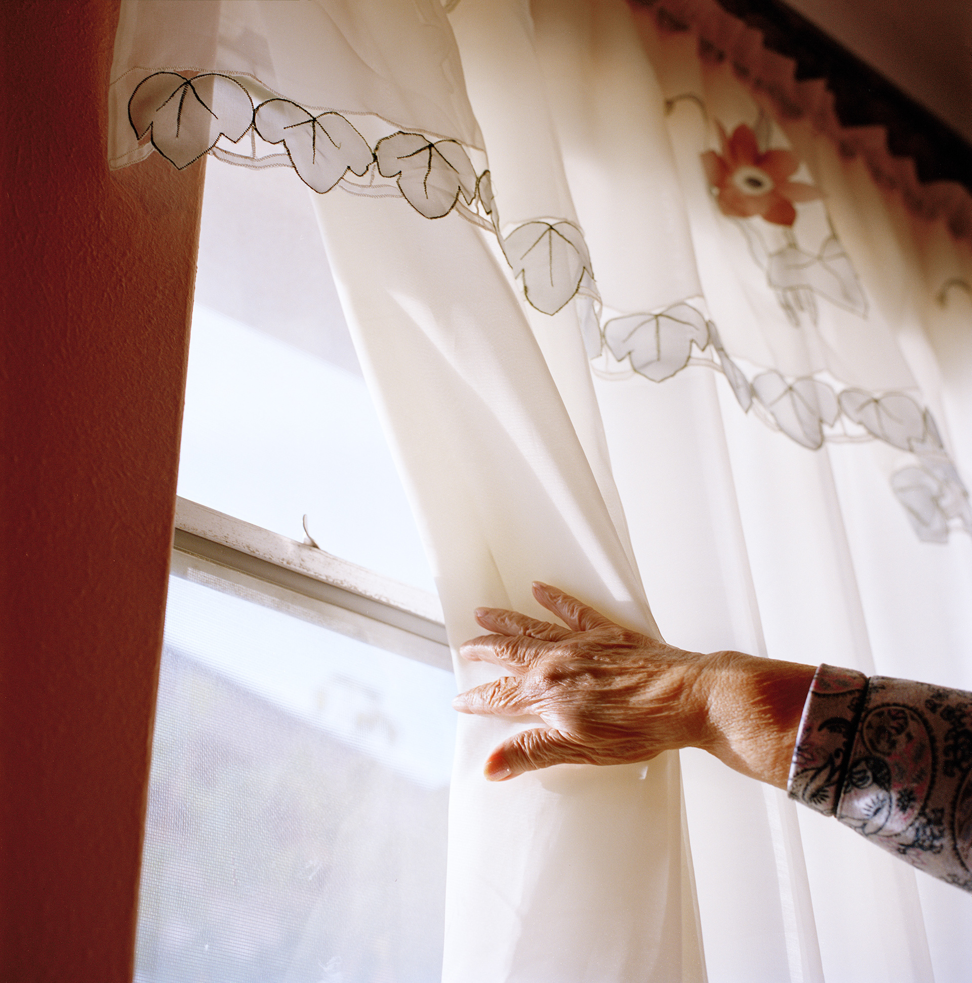 Raíz del Sur, 2025. 6x6.