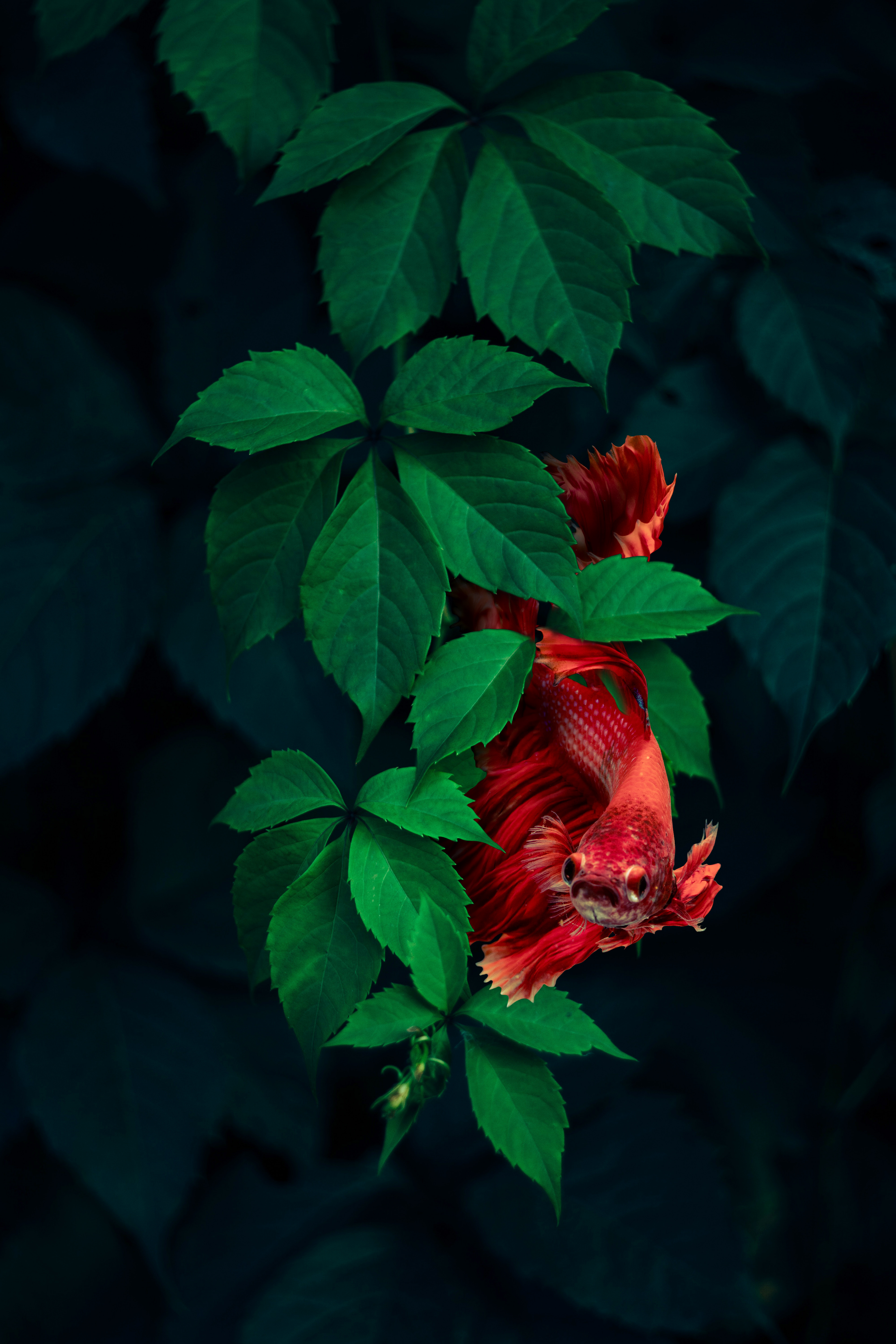 Red Beta Among the Green