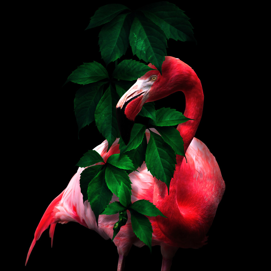 Flamingo Amongst Leaves
