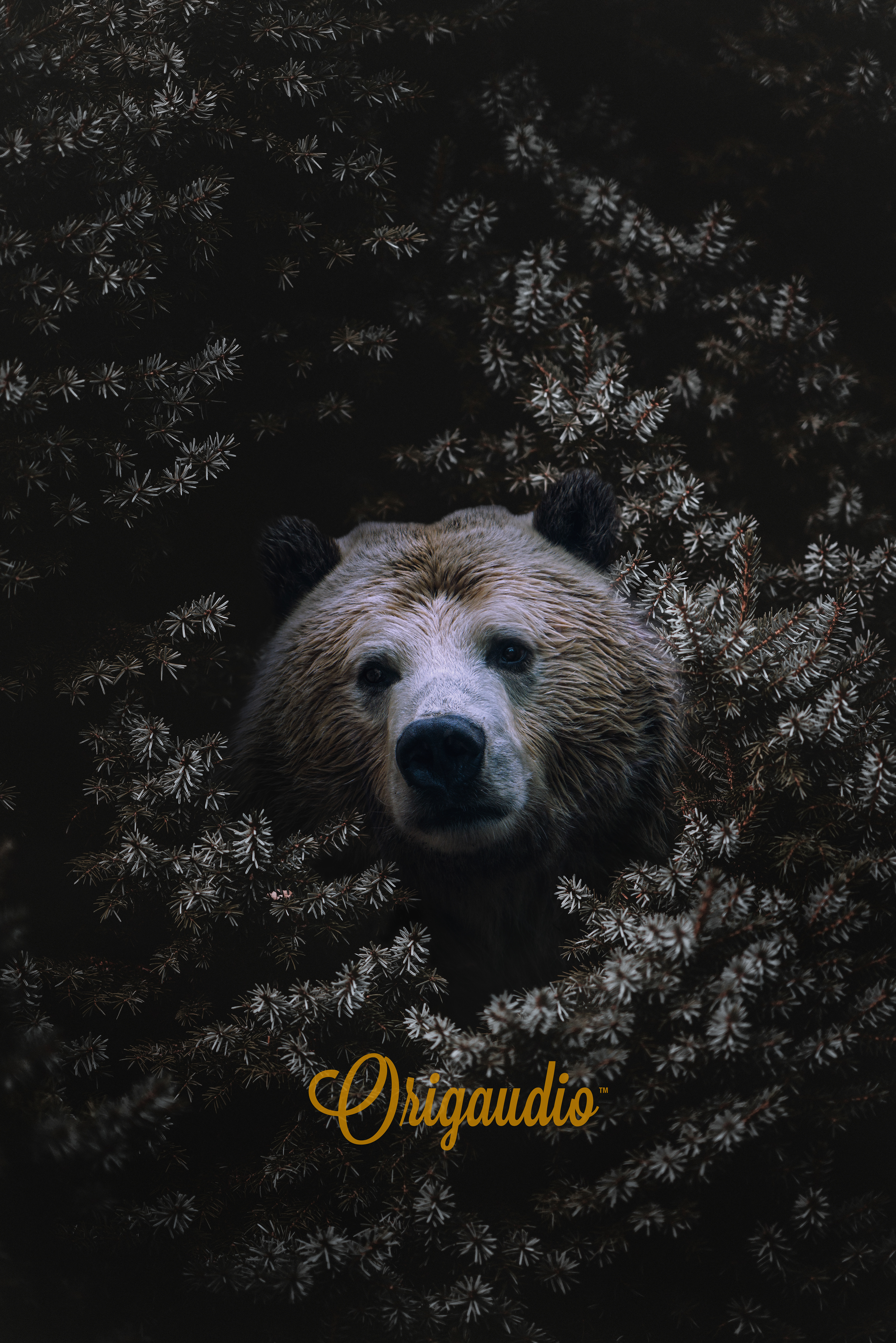 Origaudio Product Design - Bear in Bush